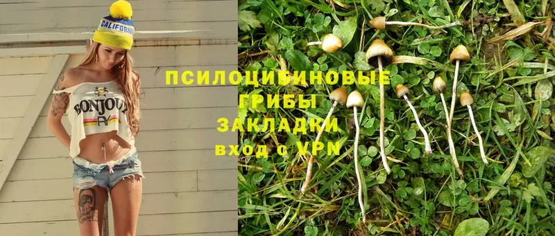 Галлюциногенные грибы Psilocybine cubensis  kraken ССЫЛКА  дарк нет официальный сайт  Малгобек 